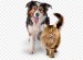 kisspng-cat-food-dog-food-dogcat-relationship-gagner-5b3756d8b64024.7732445815303533687465