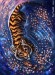tiger-cub-art-cute-wallpaper-preview