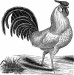 9789-free-rooster-the-graphics-fairy-png-image