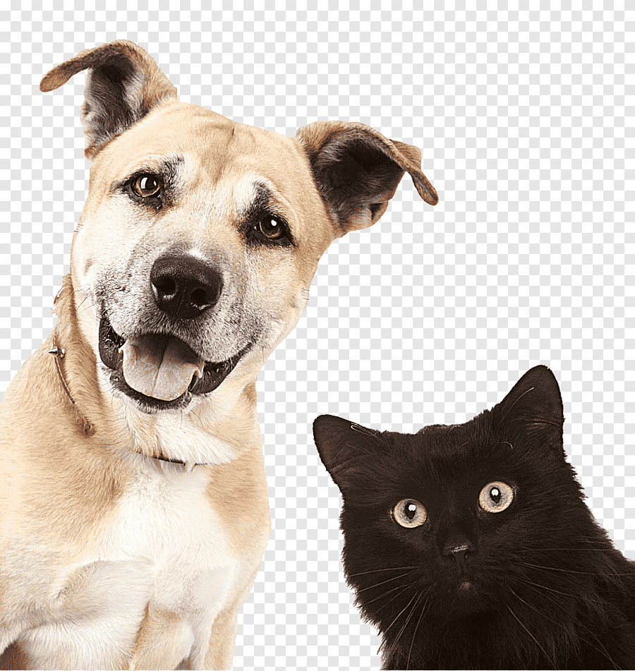 png-clipart-s-of-dogs-and-cats-dog-cat