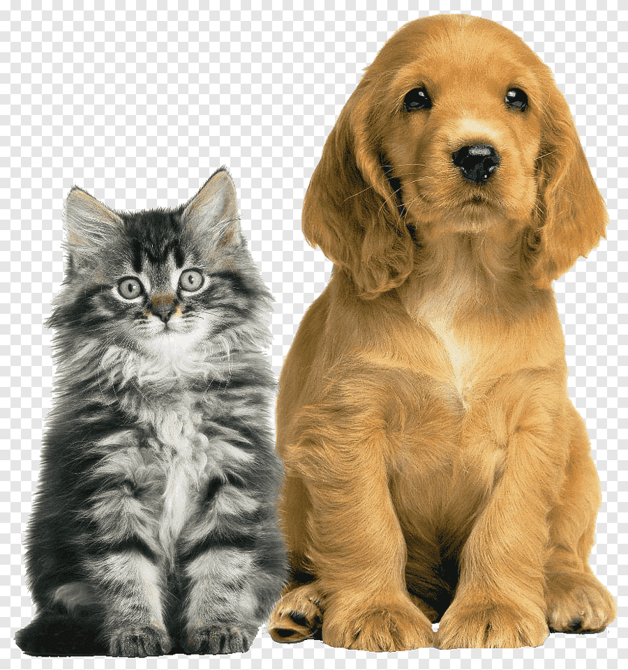 png-clipart-dog-cat-pet-animal-shelter-veterinarian-dog-horse-cat-like-mammal