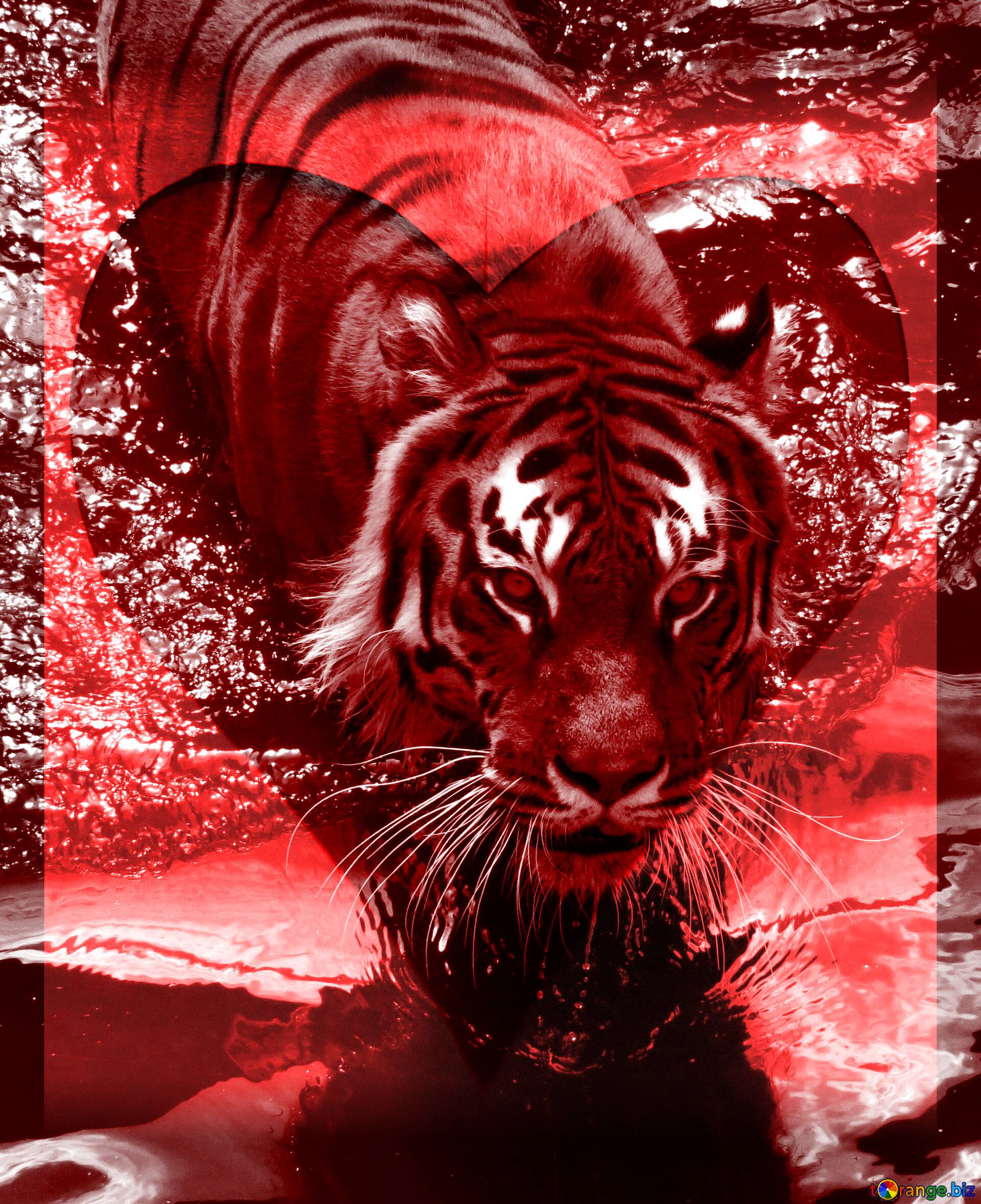 red-heart-frame-black-white-tiger-beautiful-157774