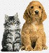 png-clipart-dog-cat-pet-animal-shelter-veterinarian-dog-horse-cat-like-mammal