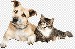 png-transparent-cat-dog-ferret-kitten-pet-cat-cat-like-mammal-animals-pet