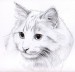 Bilder-von-Katzen-fur-Bleistiftskizzen-19
