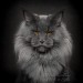 maine-coon-cat-photography-felis-gallery-robert-sijka-172-5bfd4ef82ad95-880-640x640