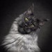maine-coon-cat-photography-28