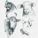 58460741-set-of-the-heads-farm-animals-isolated-on-white-background-vintage-illustration-hand-drawn-style