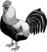 depositphotos_110740270-stock-photo-vintage-drawing-chicken
