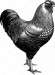depositphotos_110739930-stock-photo-vintage-drawing-chicken